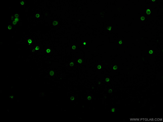 CD3 Antibody in Immunocytochemistry (ICC/IF)