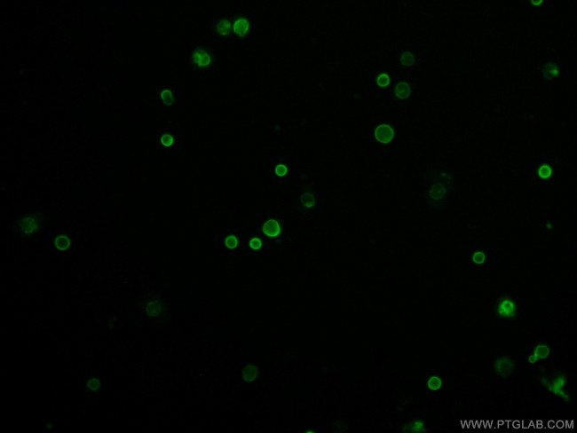CD45 Antibody in Immunocytochemistry (ICC/IF)