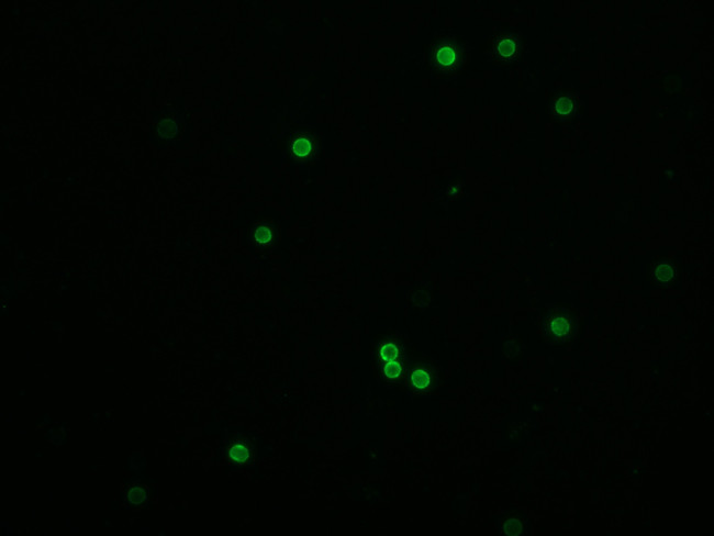 CD8a Antibody in Immunocytochemistry (ICC/IF)