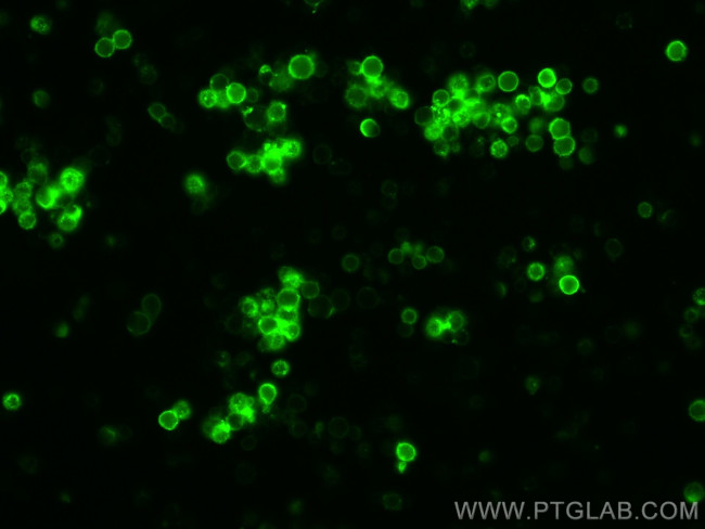 CD44 Antibody in Immunocytochemistry (ICC/IF)