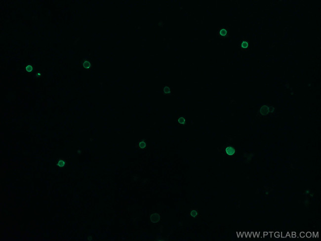 MHC Class II (I-A/I-E) Antibody in Immunocytochemistry (ICC/IF)