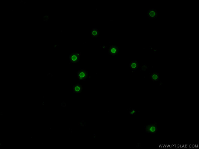 CD8a Antibody in Immunocytochemistry (ICC/IF)