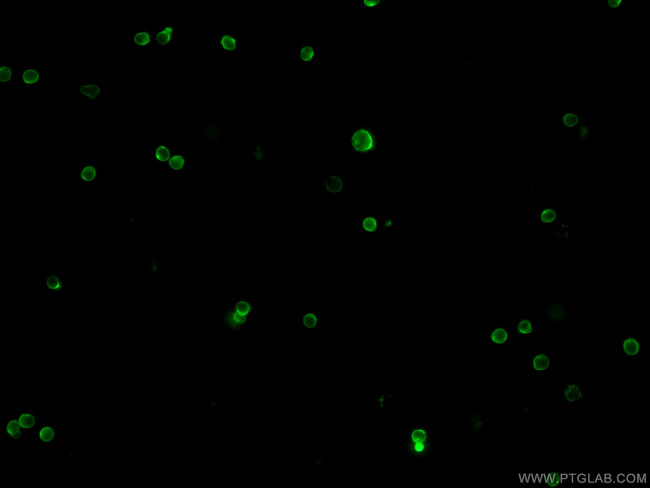 CD4 Antibody in Immunocytochemistry (ICC/IF)