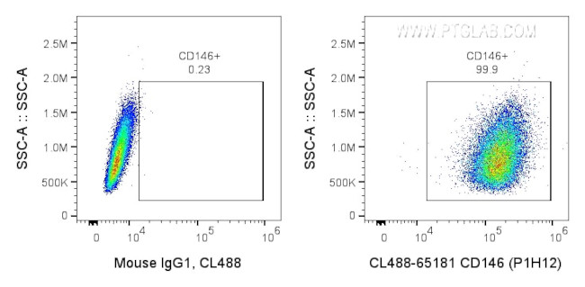 CD146 Antibody in Flow Cytometry (Flow)