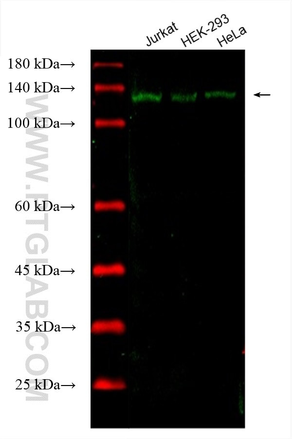 DDB1 Antibody in Western Blot (WB)