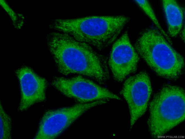 IA-2/PTPRN Antibody in Immunocytochemistry (ICC/IF)