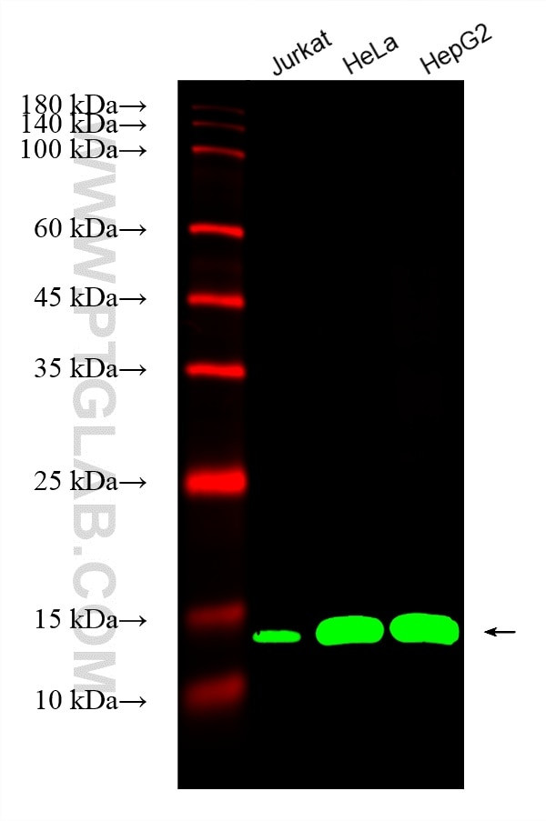 Cyclophilin B Antibody in Western Blot (WB)
