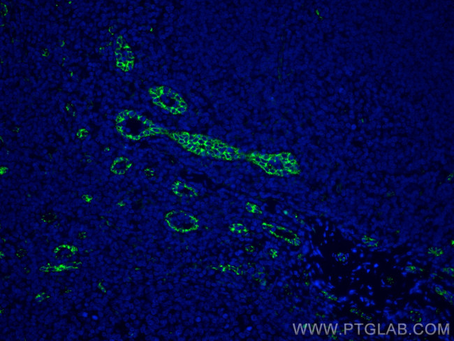 CD31 Antibody in Immunohistochemistry (PFA fixed) (IHC (PFA))