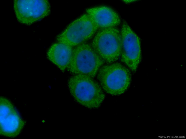 EPLIN Antibody in Immunocytochemistry (ICC/IF)