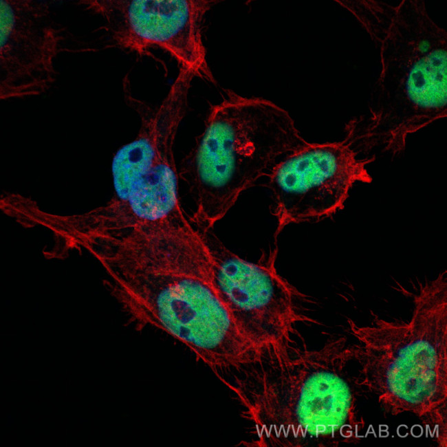 HDAC1 Antibody in Immunocytochemistry (ICC/IF)