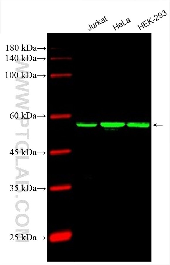 PDCD4 Antibody in Western Blot (WB)