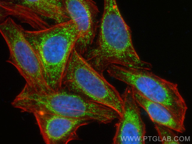 TIMM44 Antibody in Immunocytochemistry (ICC/IF)