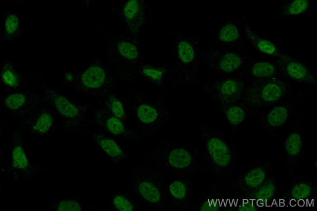 MCM2 Antibody in Immunocytochemistry (ICC/IF)