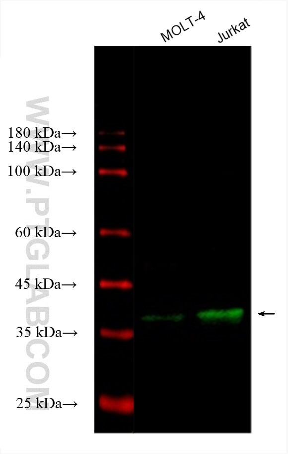 CD1d Antibody in Western Blot (WB)