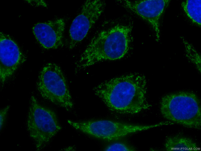 CHCHD2 Antibody in Immunocytochemistry (ICC/IF)