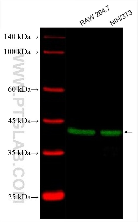 JUN Antibody in Western Blot (WB)