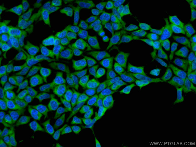 ASNA1 Antibody in Immunocytochemistry (ICC/IF)