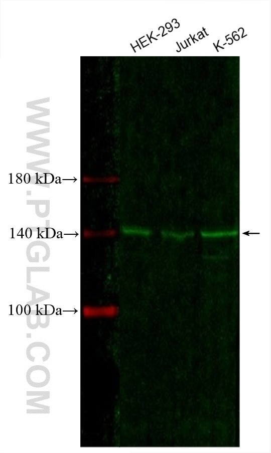 NUP155 Antibody in Western Blot (WB)