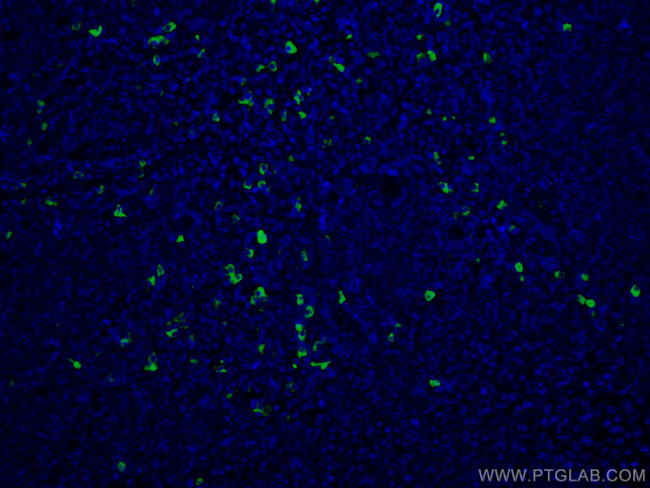 Heavy chain of IgG4 Antibody in Immunohistochemistry (PFA fixed) (IHC (PFA))