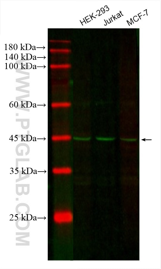 CDC37 Antibody in Western Blot (WB)