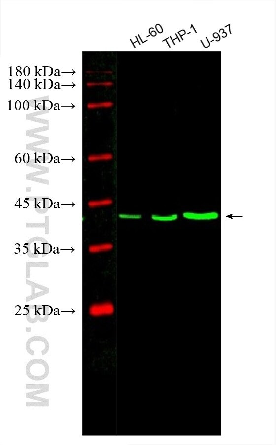 PLEK Antibody in Western Blot (WB)