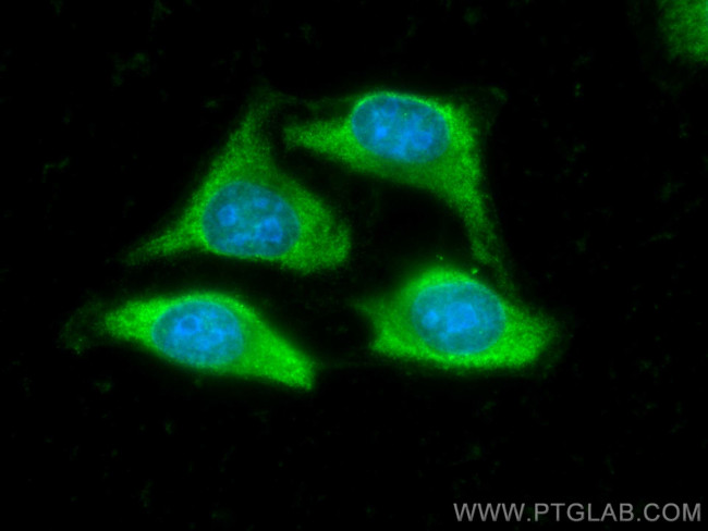 MDH1 Antibody in Immunocytochemistry (ICC/IF)