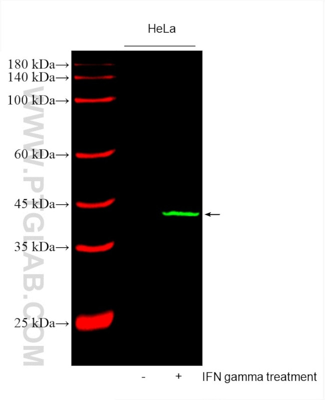 IDO1 Antibody in Western Blot (WB)
