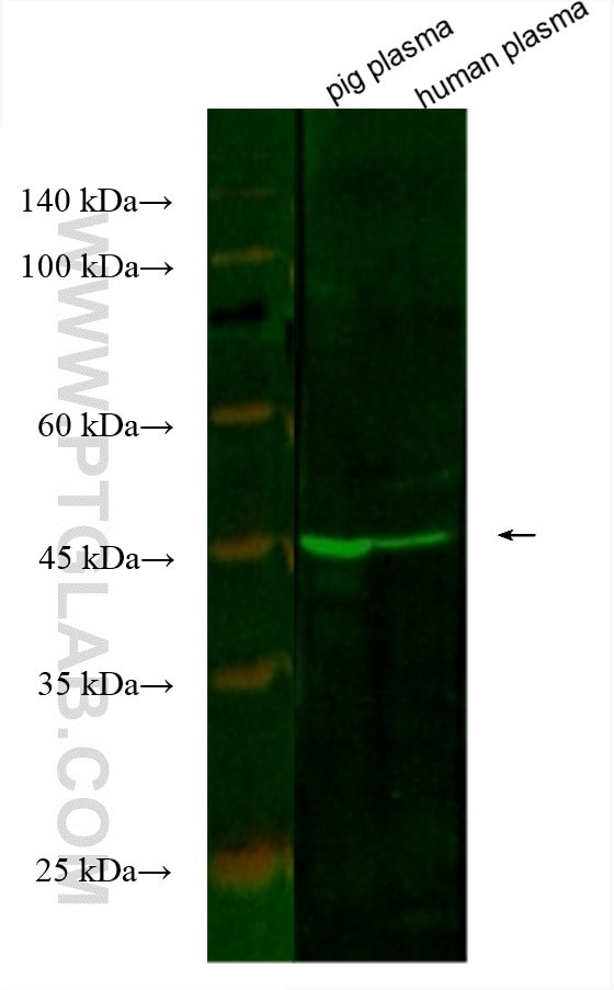 PEDF Antibody in Western Blot (WB)