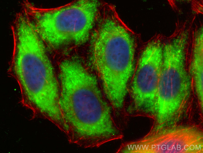 BCL10 Antibody in Immunocytochemistry (ICC/IF)