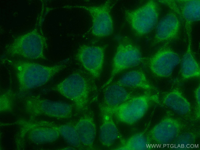 NXN Antibody in Immunocytochemistry (ICC/IF)
