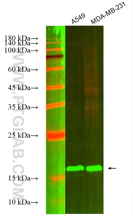 BTC Antibody in Western Blot (WB)