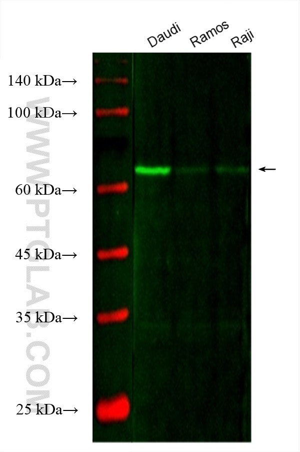 SYK Antibody in Western Blot (WB)
