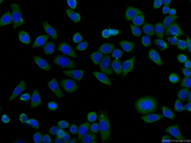HSPH1 Antibody in Immunocytochemistry (ICC/IF)