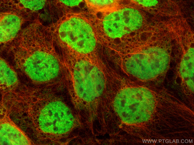 ESRRB Antibody in Immunocytochemistry (ICC/IF)