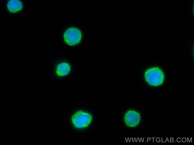 HLA-F Antibody in Immunocytochemistry (ICC/IF)