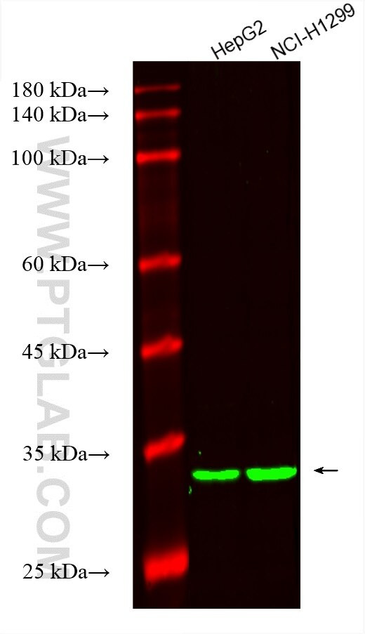 OGT Antibody in Western Blot (WB)