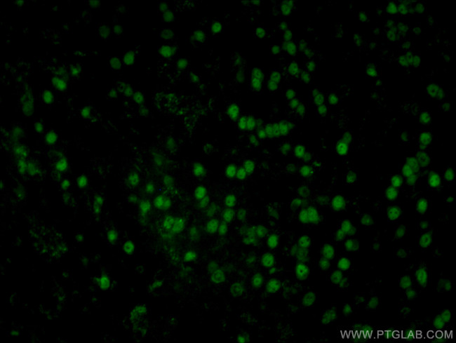 NeuN Antibody in Immunohistochemistry (PFA fixed) (IHC (PFA))