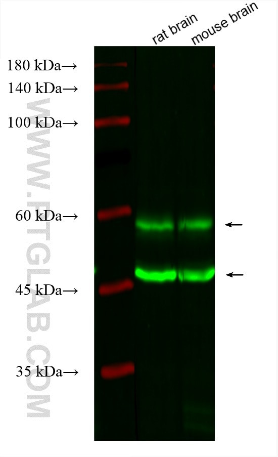 CAMK2 Antibody in Western Blot (WB)