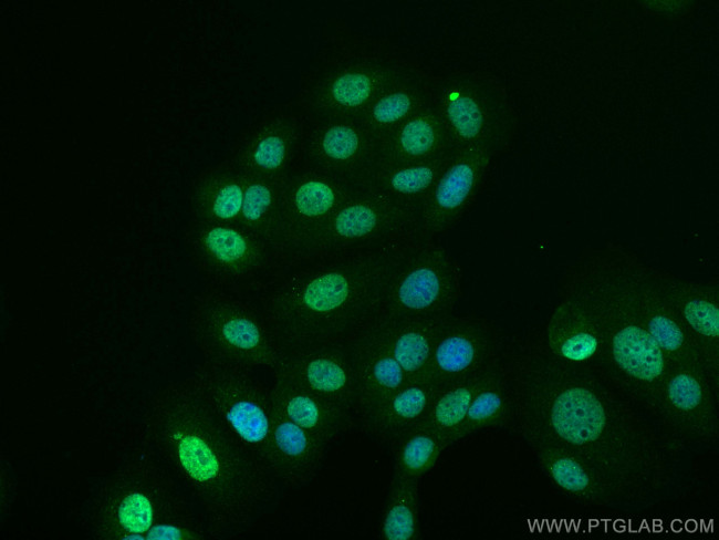 KPNA2 Antibody in Immunocytochemistry (ICC/IF)