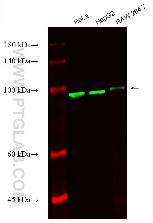 Alpha Actinin Antibody in Western Blot (WB)