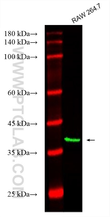 AIM2 Antibody in Western Blot (WB)