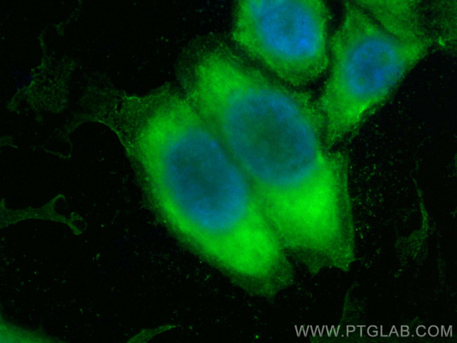C7 Antibody in Immunocytochemistry (ICC/IF)