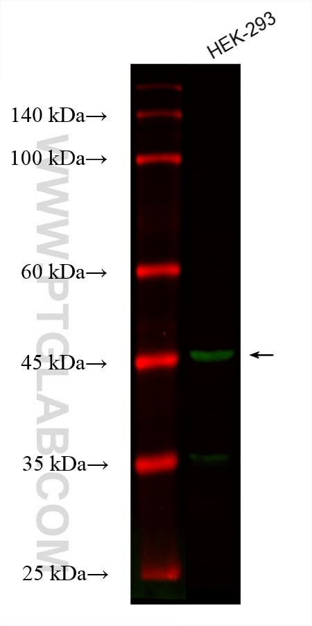 IDH2 Antibody in Western Blot (WB)