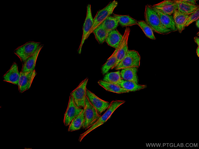 PPARG Antibody in Immunocytochemistry (ICC/IF)