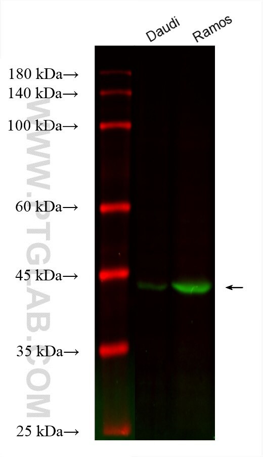 ZFP36 Antibody in Western Blot (WB)