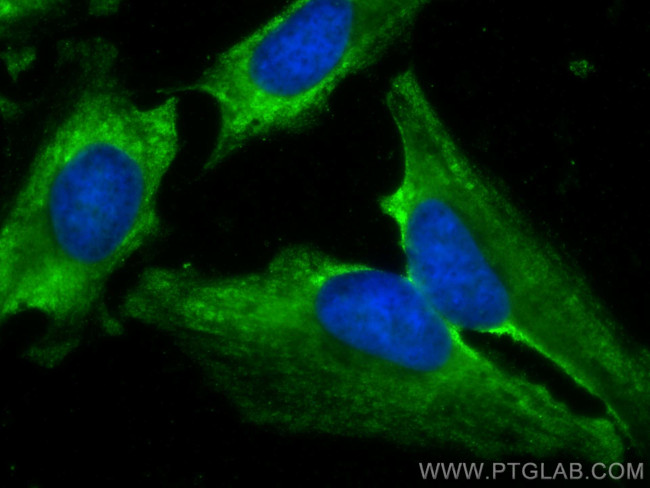 LXN Antibody in Immunocytochemistry (ICC/IF)