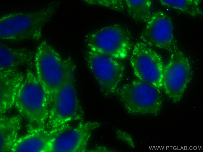LHPP Antibody in Immunocytochemistry (ICC/IF)