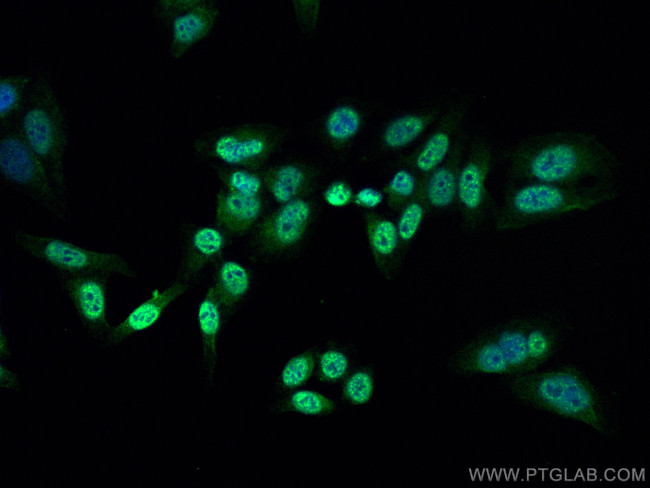 RAG2 Antibody in Immunocytochemistry (ICC/IF)