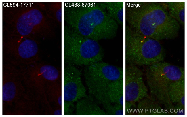 CNTROB Antibody in Immunocytochemistry (ICC/IF)