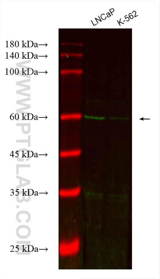 BCAT1 Antibody in Western Blot (WB)